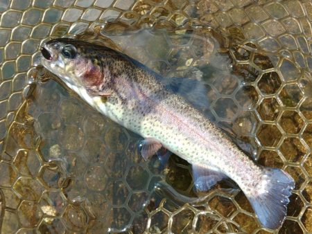 真夏の平谷は難しい ～平谷湖フィッシングス…